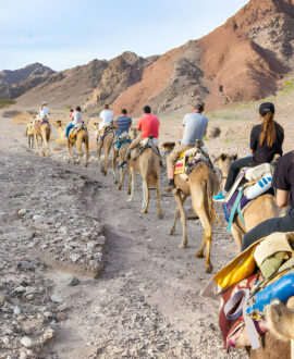 Camel Trek in the Sahara Desert